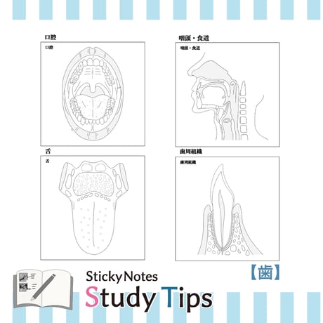 Sticky Notes Study Tips 【歯】