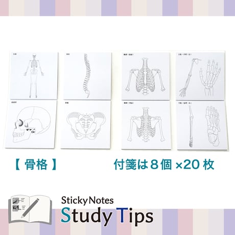 Sticky Notes Study Tips 【骨格】