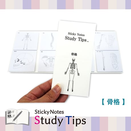 Sticky Notes Study Tips 【骨格】