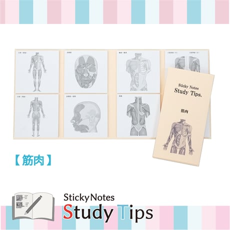 Sticky Notes Study Tips 【筋肉】