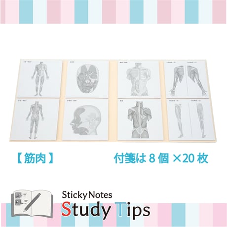 Sticky Notes Study Tips 【筋肉】