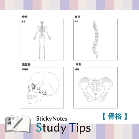 Sticky Notes Study Tips 【骨格】