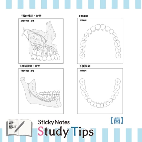 Sticky Notes Study Tips 【歯】