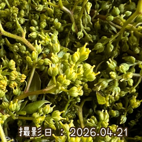 花山椒 | STORES