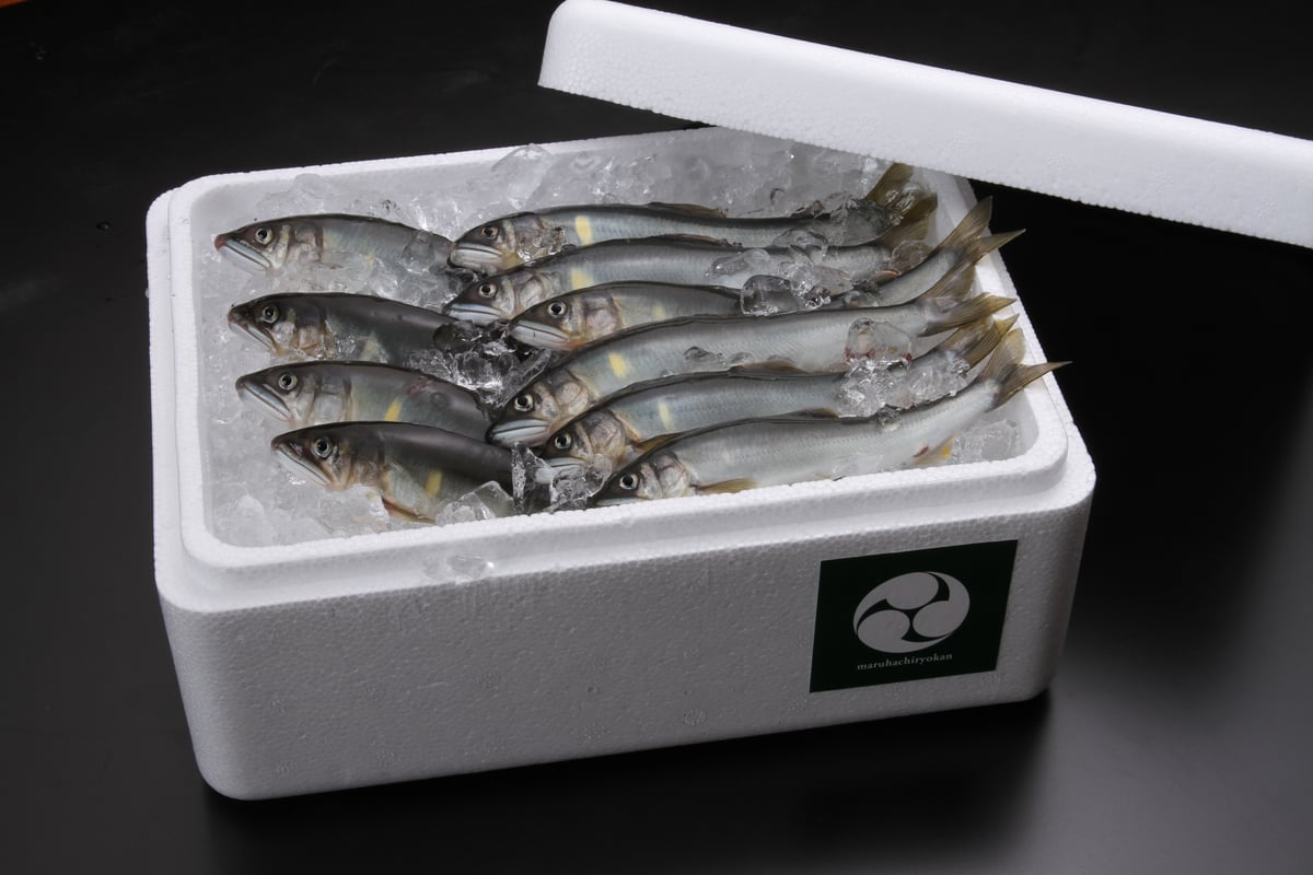 グランプリ受賞 馬瀬川上流鮎【冷凍】大小（約600g）丸八旅館 期間限定