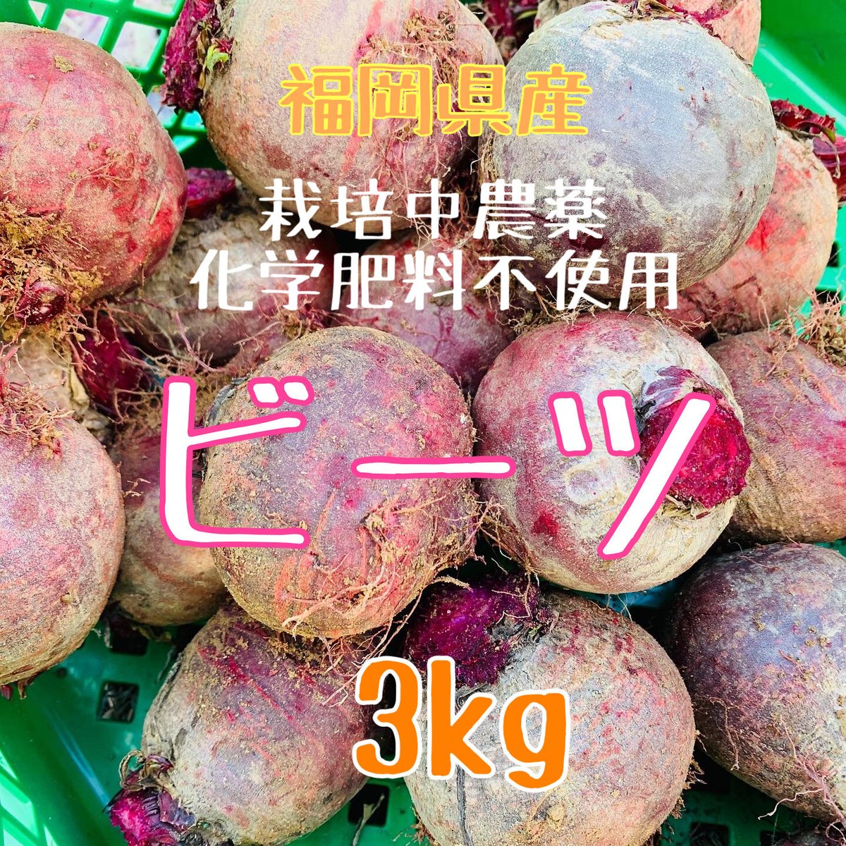 【信州産ビーツ】20kg 【有機肥料使用・化学農薬不使用】 信州産ビーツ】20kg 【有機肥料使用・化学農薬不使用】 信州産ビーツ