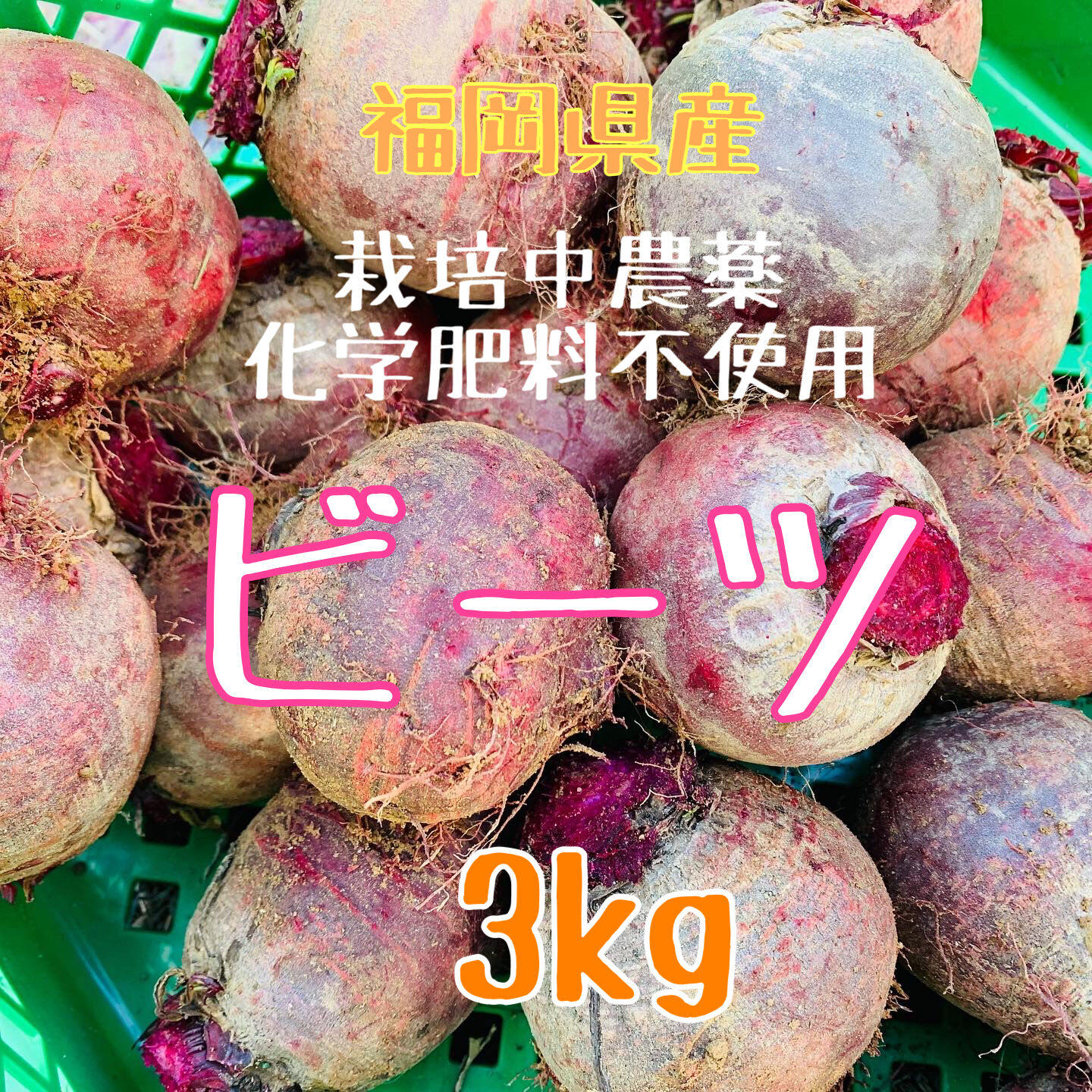 ビーツ3kg】食べる輸血！スーパーフード栽培中農薬化学肥料不使用