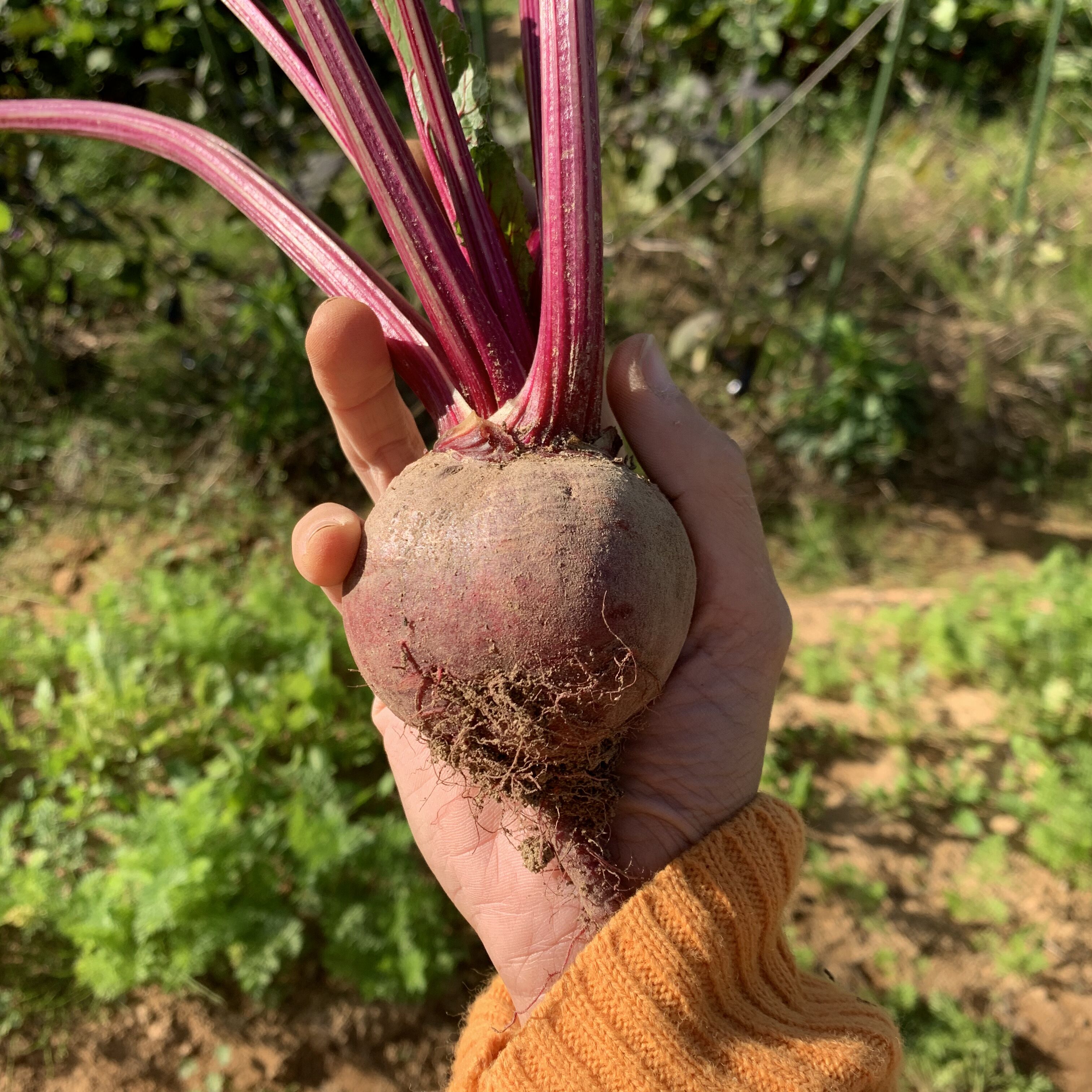 ビーツ3kg】食べる輸血！スーパーフード栽培中農薬化学肥料不使用