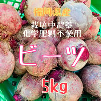 ビーツの種 野菜 スーパーフード　450g. 無農薬 ビーツ3kg】食べる輸血！スーパーフード栽培中農薬化学肥料不使用