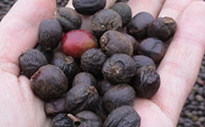 ブラジル バウ農園 トミオフクダ Dry On Tree /100g | STERNE CO