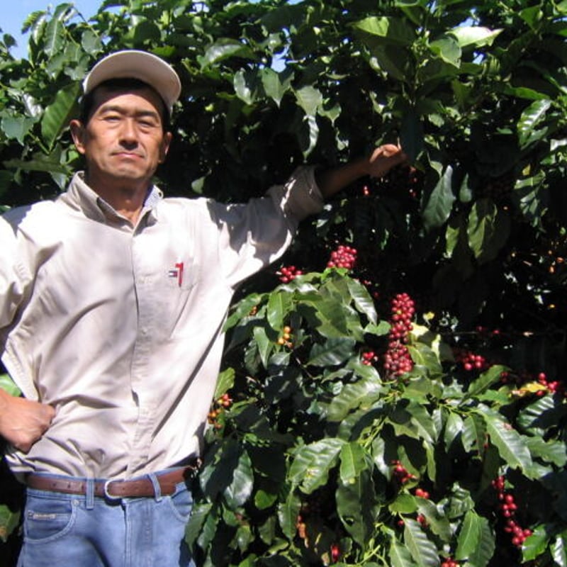 ブラジル バウ農園 トミオフクダ Dry On Tree /100g | STERNE CO