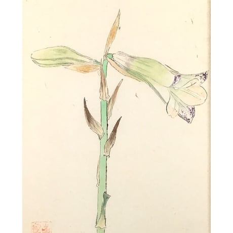 堅山南風　ユリ　素描　24.9x17cm　画集「堅山南風素描 花」所載作品