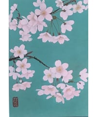 堅山南風 ソメイヨシノ 素描 27×36.5cm | HAYASHIDA GALLERY