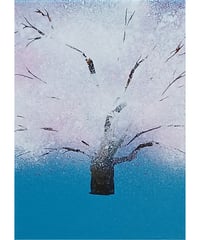 Kalua　sakura　4号