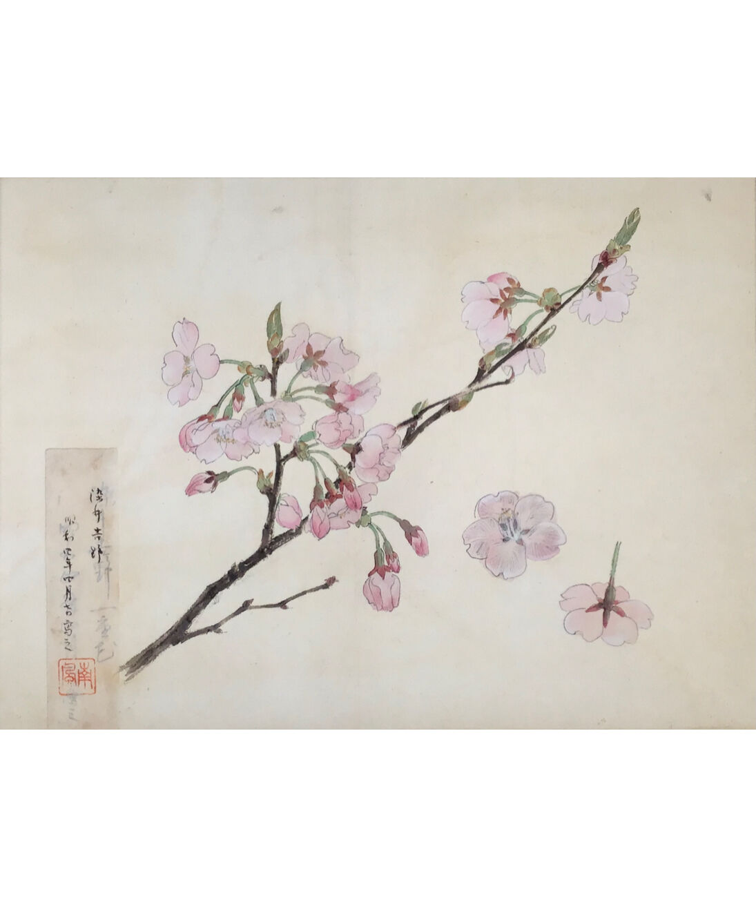 堅山南風 ソメイヨシノ 素描 27×36.5cm | HAYASHIDA GALLERY