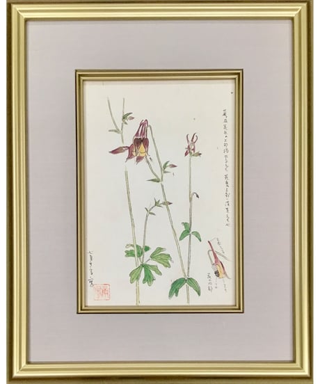 堅山南風　オダマキ　素描　24.9x17cm　画集「堅山南風素描 花」所載作品