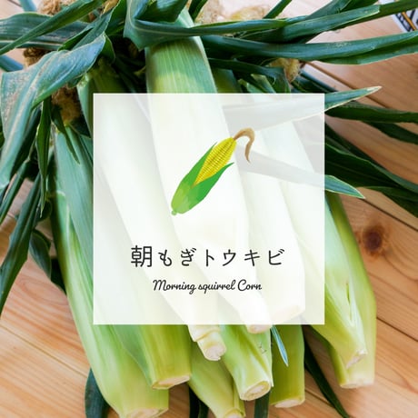 【最終出荷分値下げ!】あさもぎトウキビ30本セット【8月下旬〜9月下旬発送】
