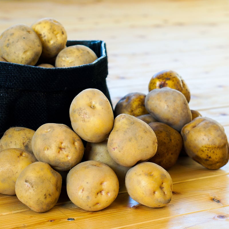 12月下旬〜1月下旬発送】新じゃが きたあかり/とうや 新じゃが2種