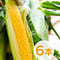 あさもぎトウキビ6本セット【7月下旬〜8月中旬発送】