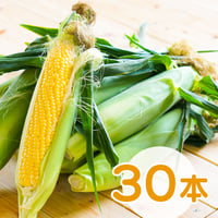 あさもぎトウキビ30本セット【7月下旬〜8月中旬発送】