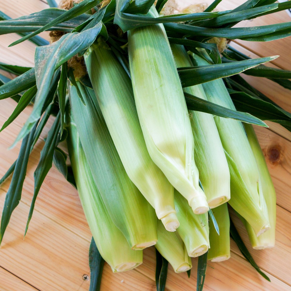 完売】あさもぎトウキビ10本セット【8月下旬〜9月下旬発送