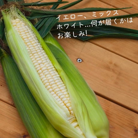 【予約・人気No.1】あさもぎトウキビときたいろトマトのセット【8月上旬〜8月下旬発送】