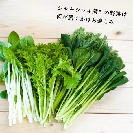 楽園倶楽部のおすすめ旬野菜セット【春のセット】