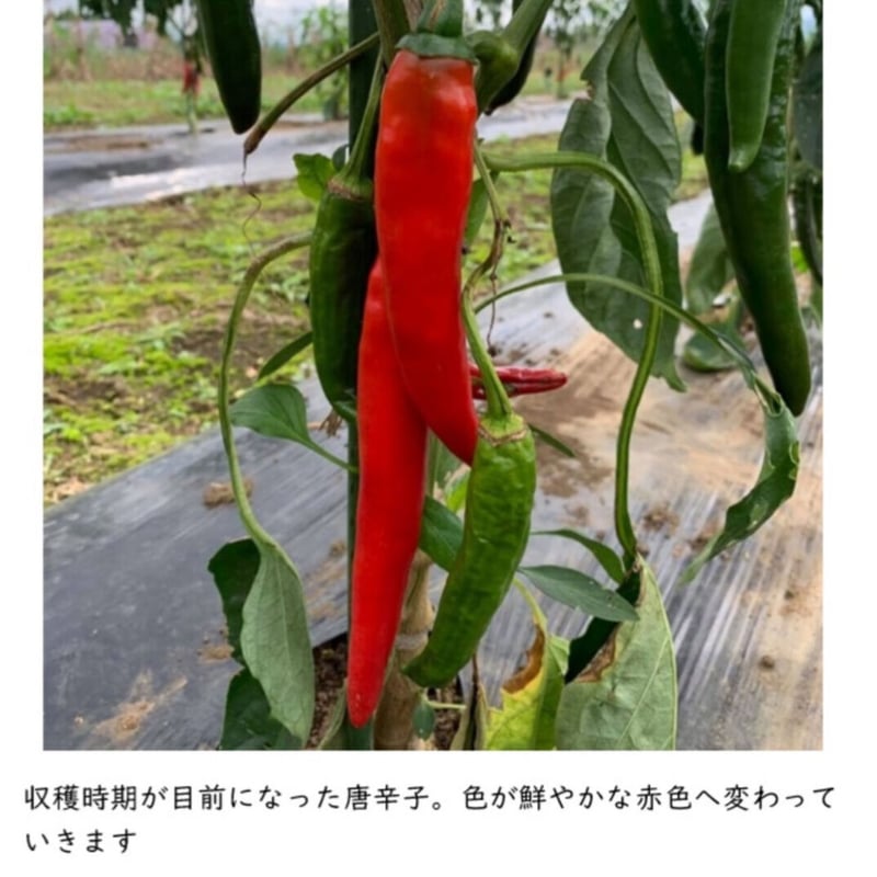 辛味噌にんにく「Flavor」（フレーバー）【送料別】 | すばる八幡平
