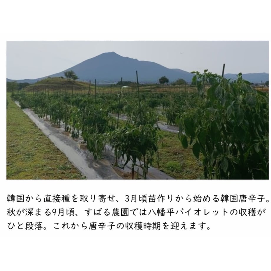 602ef81b6e84d548c58ca603