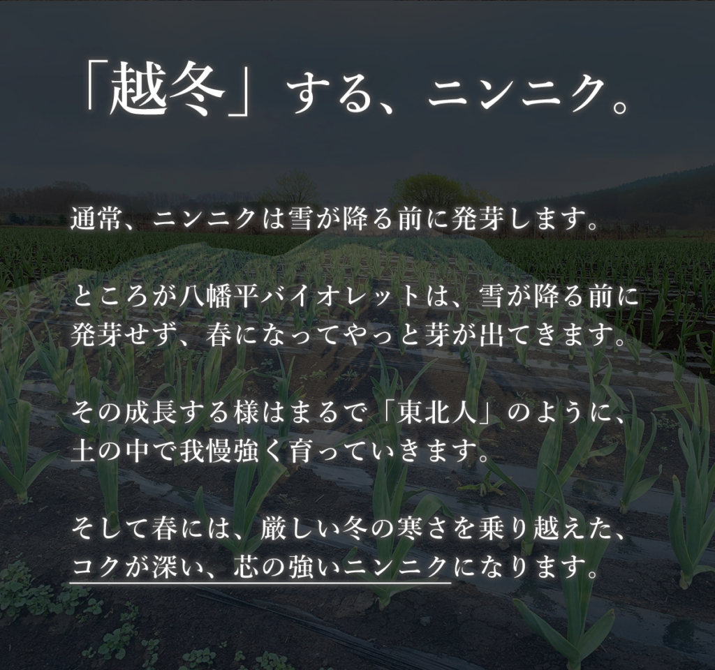 ★オーガニックにんにく★幻の八幡平バイオレット 1kg【送料別】