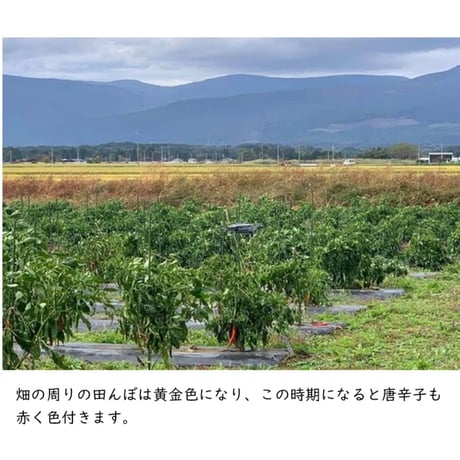 辛味噌にんにく「Flavor」（フレーバー）【送料別】
