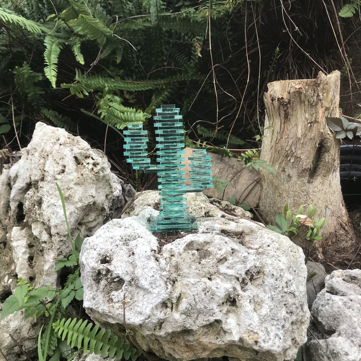 サボテン サボテン・金鯱 | 観葉植物 – AT.1011