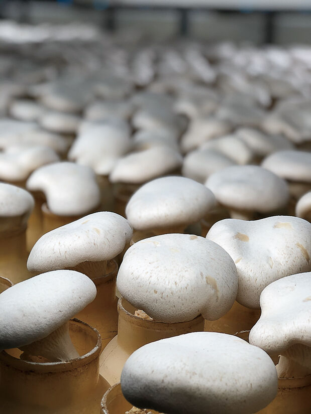 竹内きのこ園（中野市）「刺身きのこ（2箱セット）」 | こまち直販