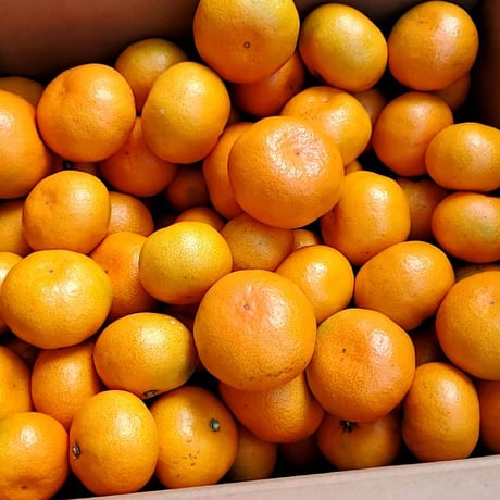 みかん ページ しまなみかん