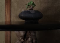 | Vase | DWL_235
