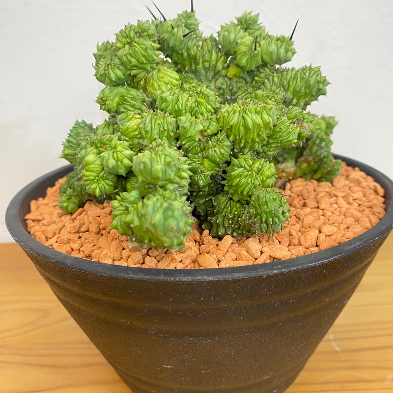 ユーフォルビア ホリダ 綴化 群生 | plant Dogs オンラインストア ユーフォルビア ホリダ 綴化 群生 | plant Dogs オンラインストア