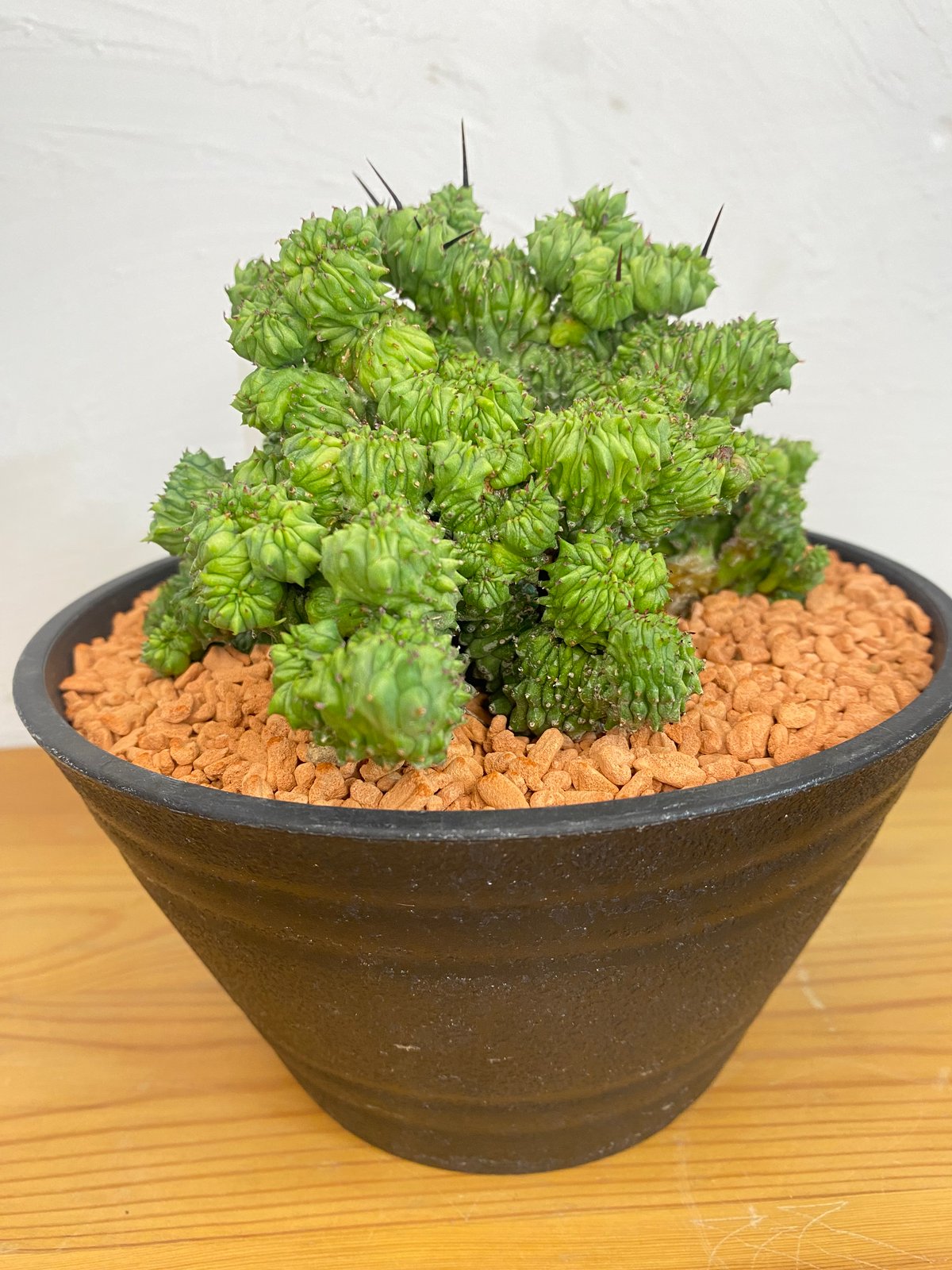 ユーフォルビア ホリダ 綴化 群生 | plant Dogs オンラインストア