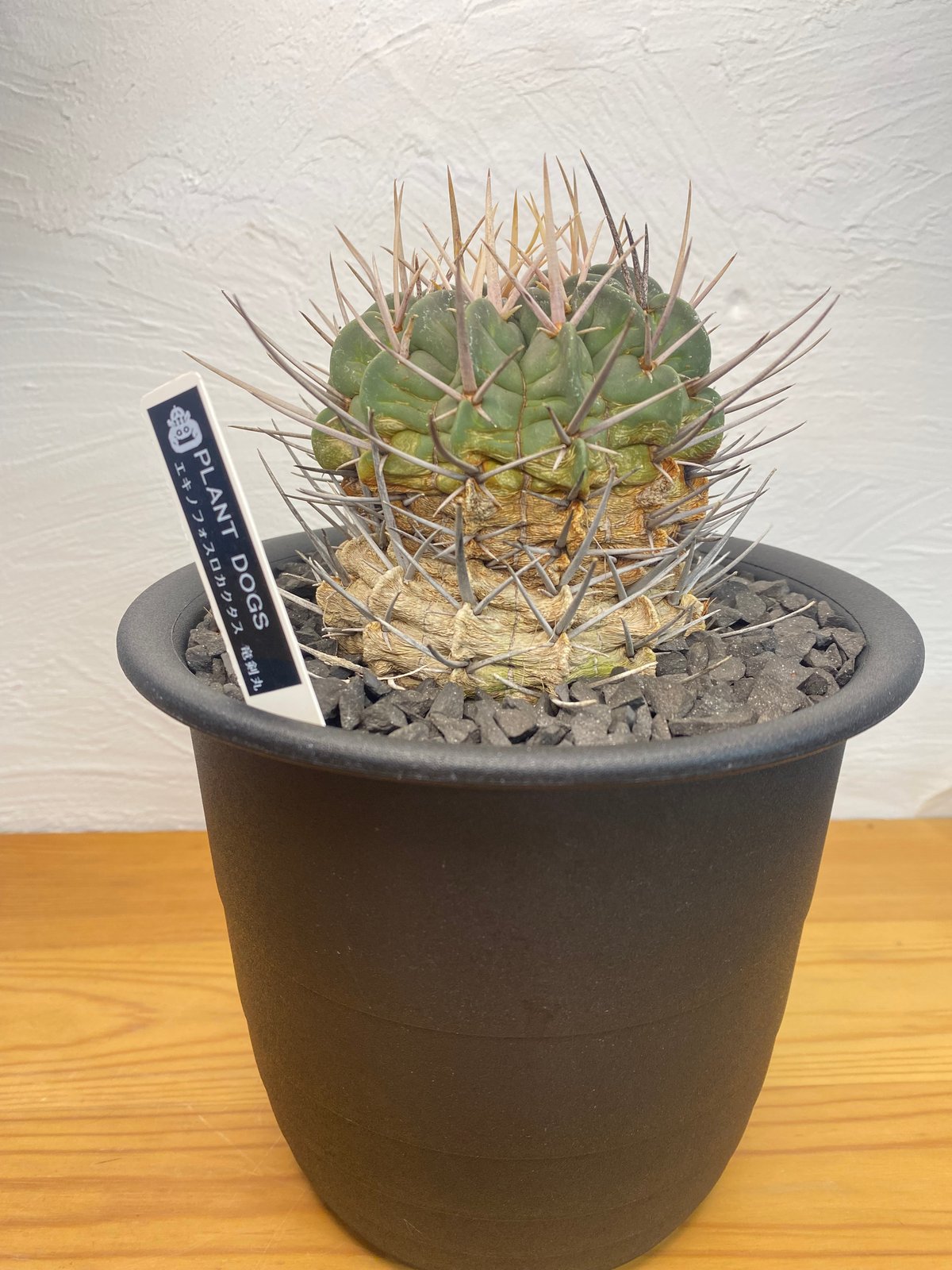 エキノフォスロカクタス強刺竜剣丸竜剣丸サボテン古木伝市鉢作家鉢