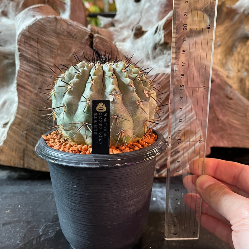 コピアポア シネレア 黒王丸 台付き | plant Dogs オンラインストア