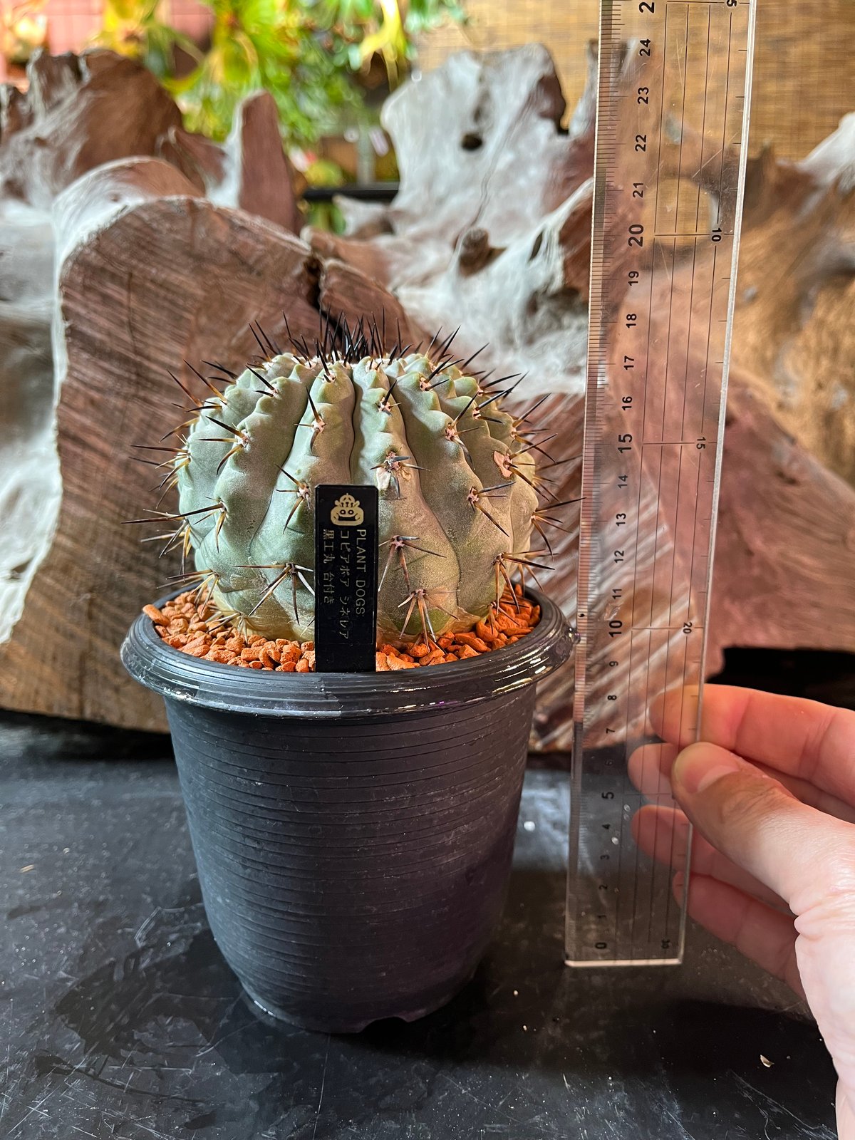 コピアポア シネレア 黒王丸 台付き | plant Dogs オンラインストア