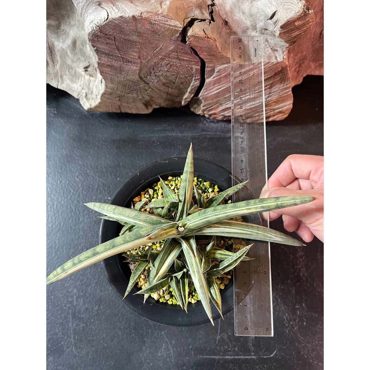 サンスベリア ラブラノス 1970 ブルークローン ホワイトバリエガータ