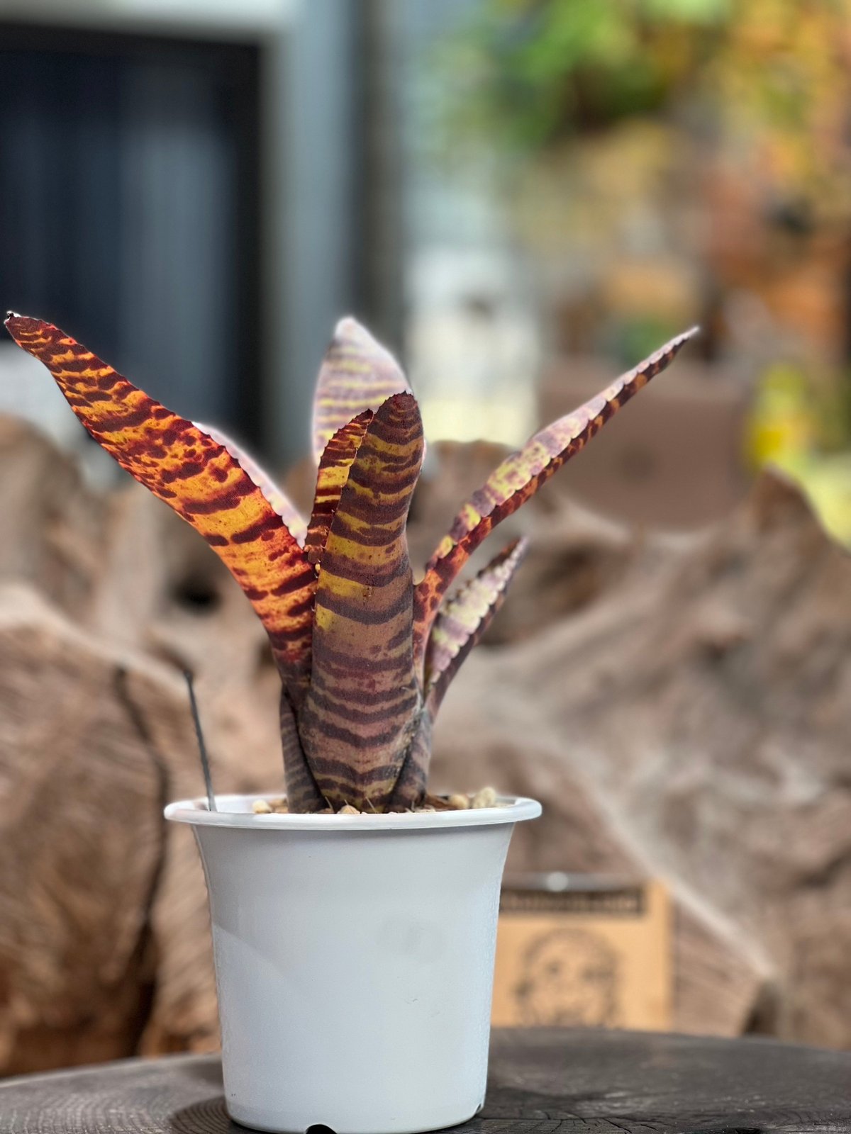 ネオレゲリア ハンニバルレクター | plant Dogs オンラインストア