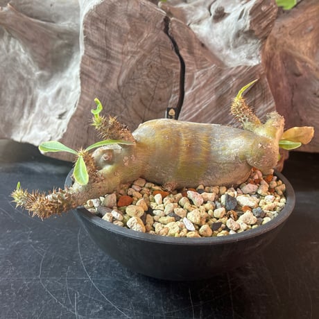 地専用植物 楽天市場】リシリシノブ 2.5号(7.5cmポット))【シダ植物】【山草