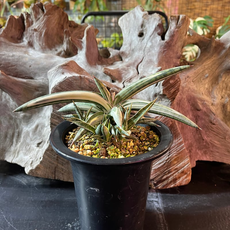 ③ 超稀少 サンスベリア ブルークローン 白斑入り バリエガータ ベアルート Sansevieria Blue Clone White Variegated サンセベリア ブルー