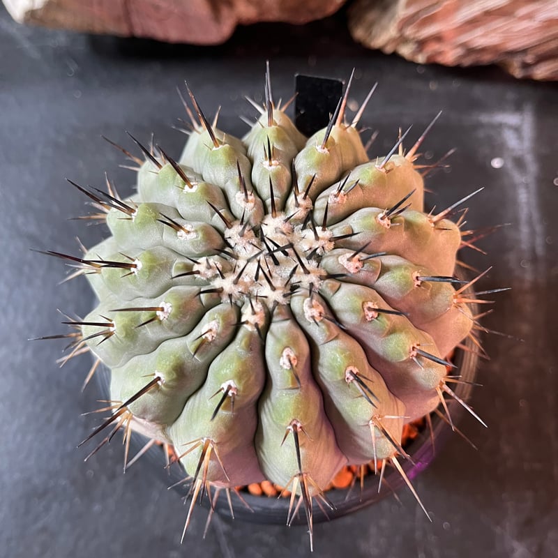 コピアポア シネレア 黒王丸 台付き | plant Dogs オンラインストア