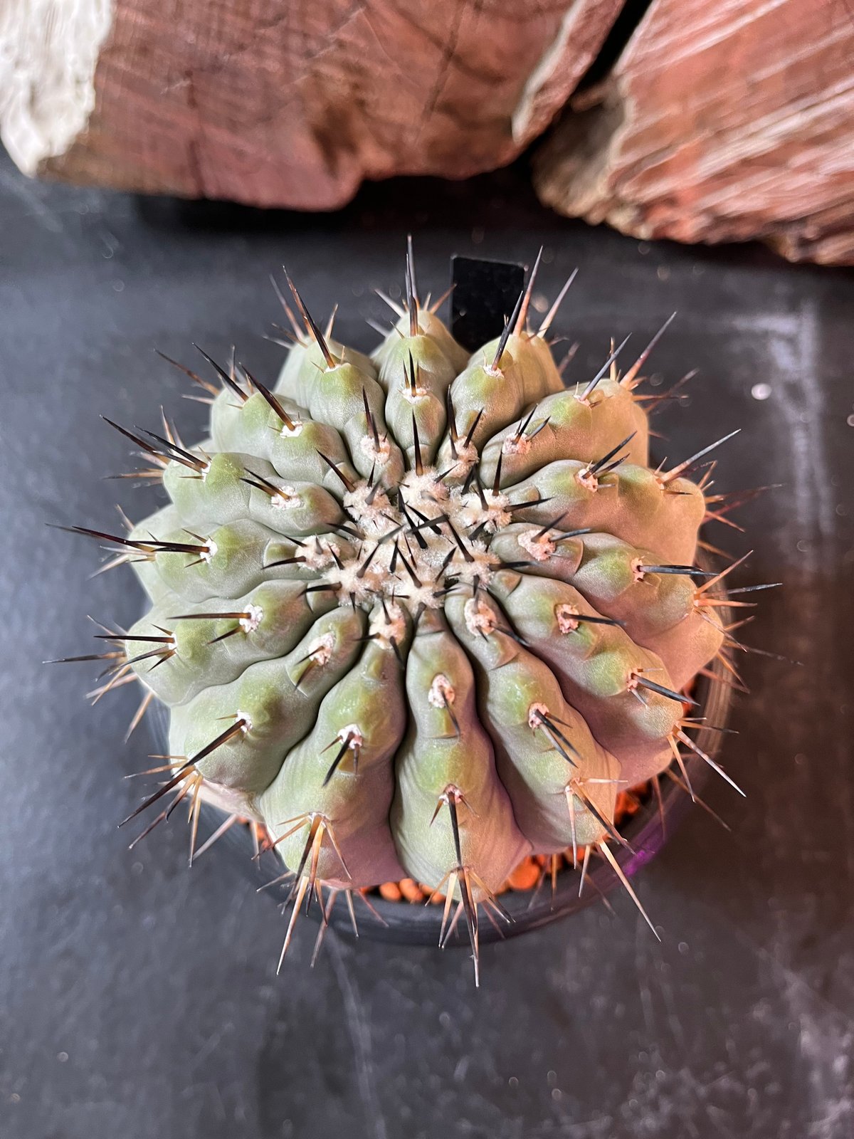 コピアポア シネレア 黒王丸 台付き | plant Dogs オンラインストア