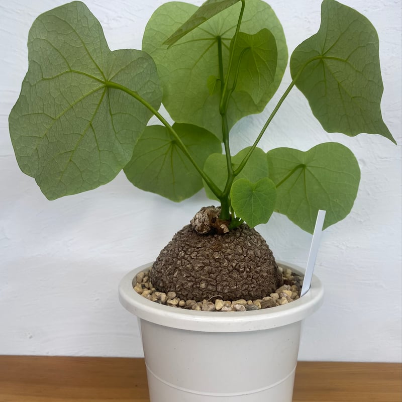 ※テル【極上美株/塊根植物】ステファニア スベローサ　特大美株　発根済み ステファニア スベローサ【人気急上昇！！希少なこんもり株を