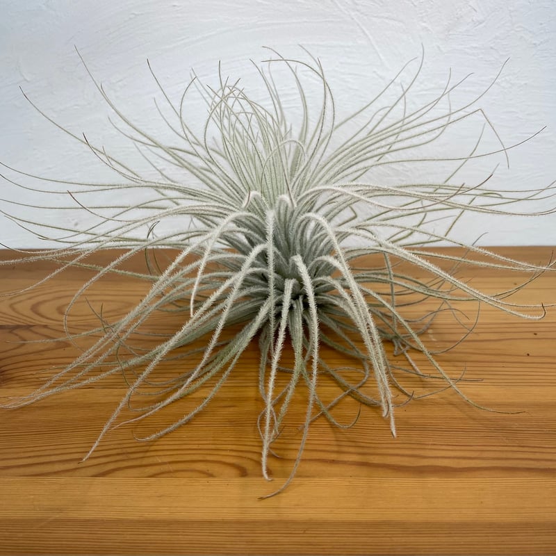 チランジア テクトラム | plant Dogs オンラインストア