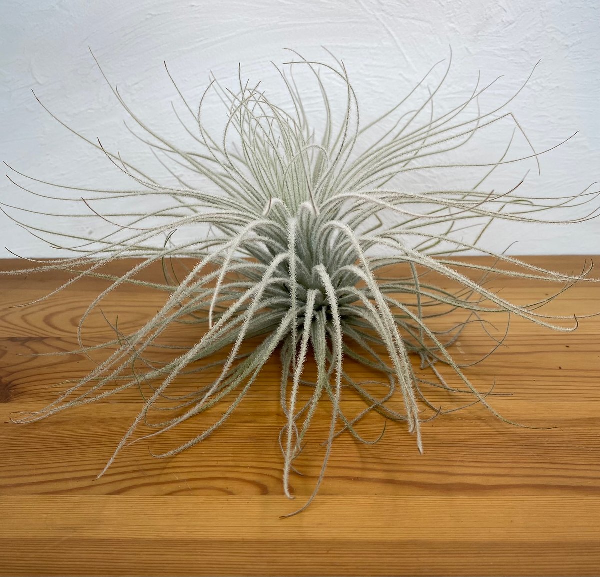 チランジア テクトラム | plant Dogs オンラインストア