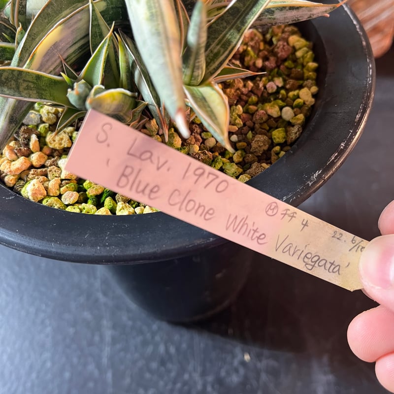 サンスベリア ラブラノス 1970 ブルークローン ホワイトバリエガータ